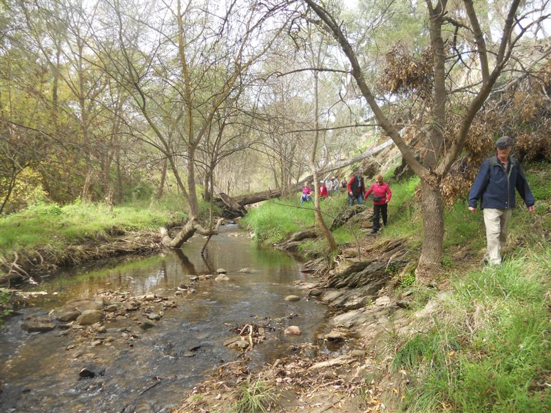 Who put the trout in Sturt River?