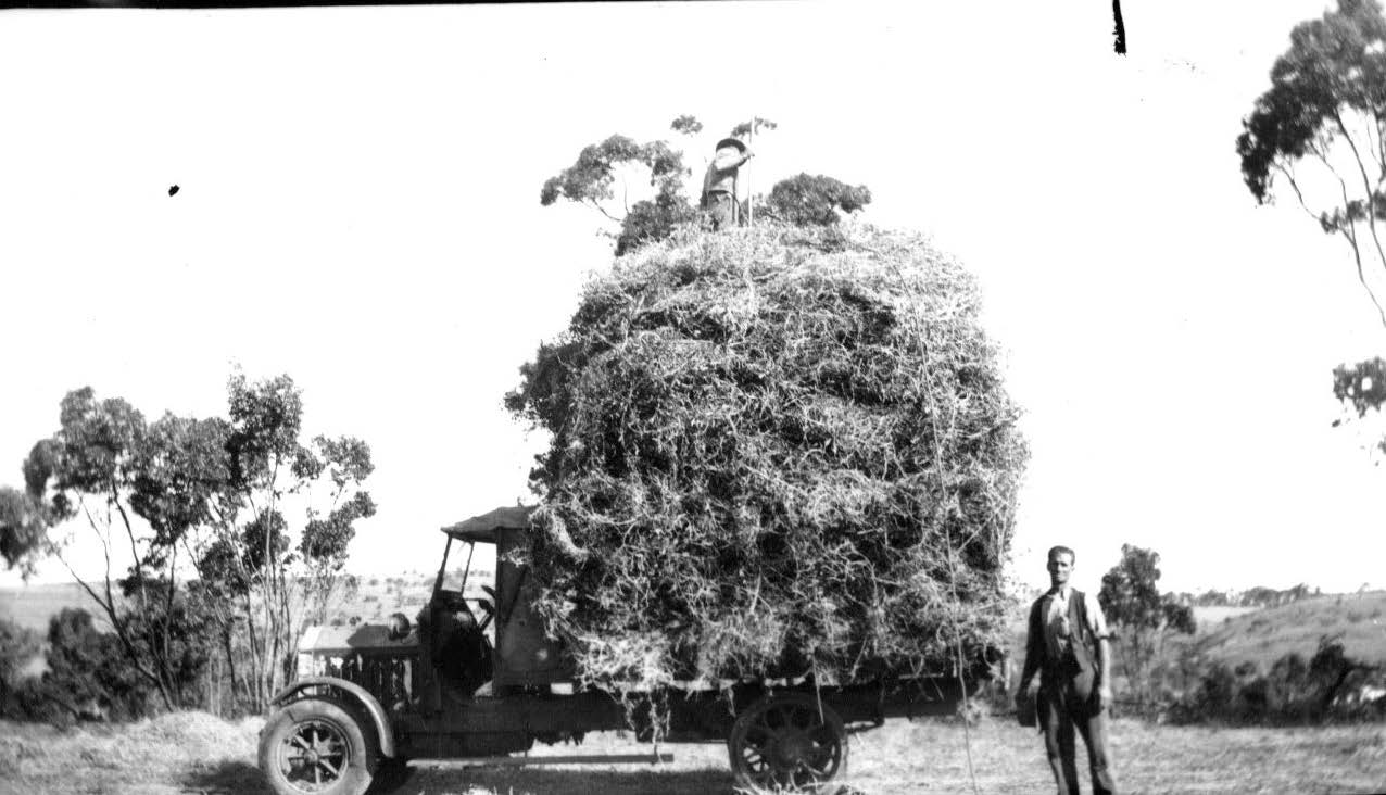 Albion loaded with pea straw