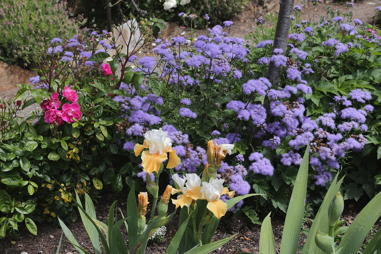 Garden in bloom